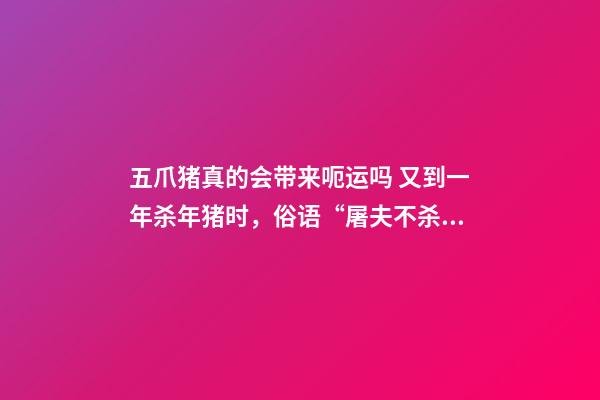 五爪猪真的会带来呃运吗 又到一年杀年猪时，俗语“屠夫不杀五爪猪”啥意思？你怎么看？-第1张-观点-玄机派